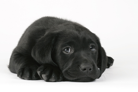 Black Lab DP495