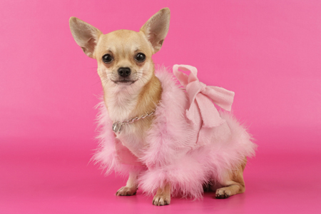 Pink Chihuahua DP505