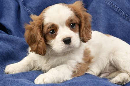 Spaniel Puppy DP508