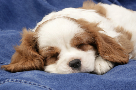 Sleeping Spaniel DP509