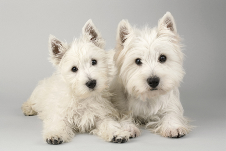 Two Westies DP511