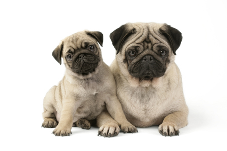 Two Pugs DP512