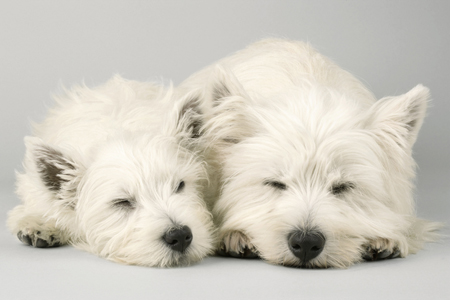 Sleeping Westies DP513