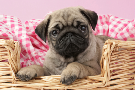 Pug in Basket DP514