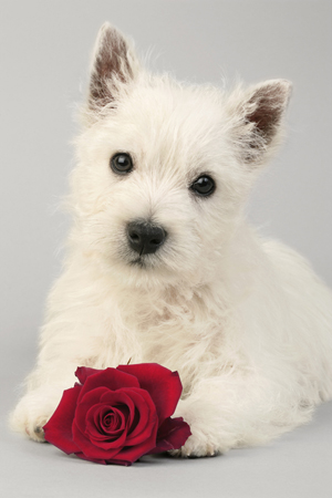 Dog with Rose DP515