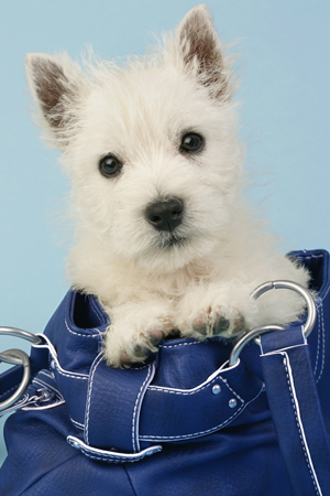 Dog in Bag DP517