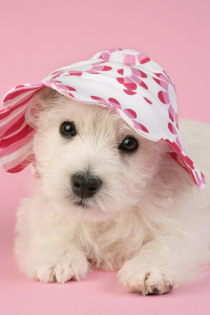 Dog in Hat DP518