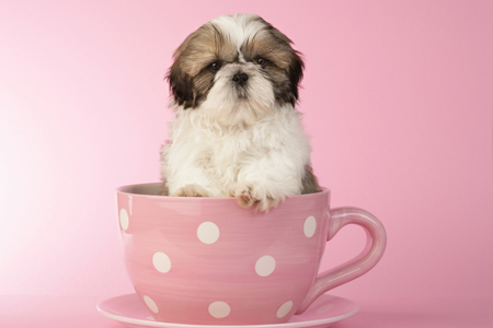 Dog in Cup DP519