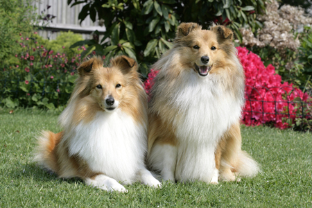 Two Collies DP525