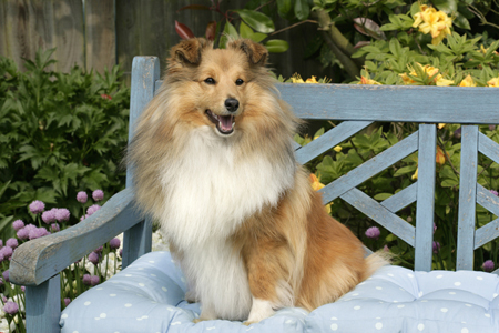 Collie on Chair DP526