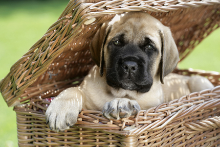 Dog in Hamper DP530