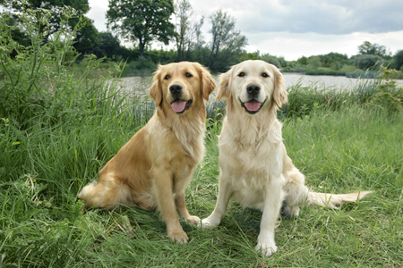 Golden Retrievers DP532