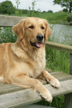 Dog on Bench DP533