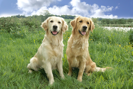 Dogs in Field DP534