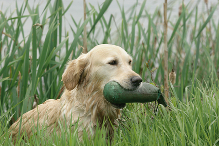 Dog with Toy DP535