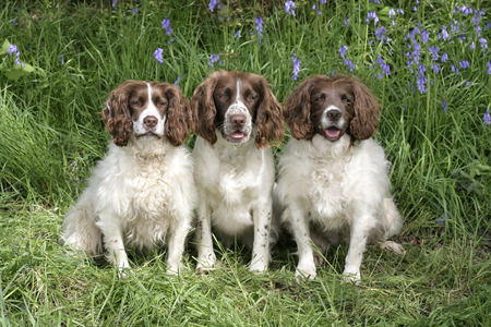 Three Dogs DP536