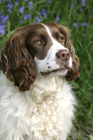 Spaniel DP537