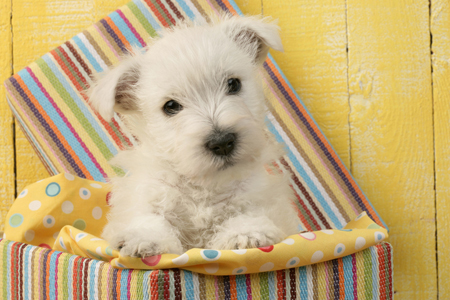 Westie in Box DP538