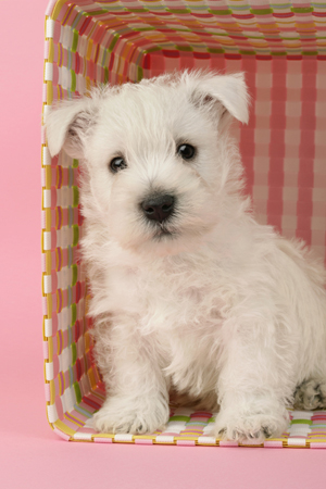 Westie in Box DP539