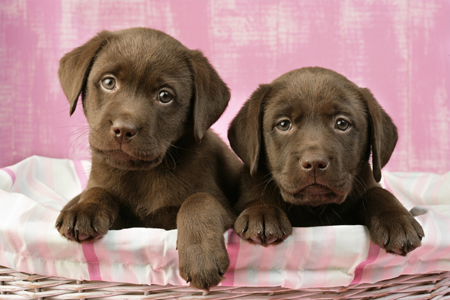 Chocolate Labs DP541