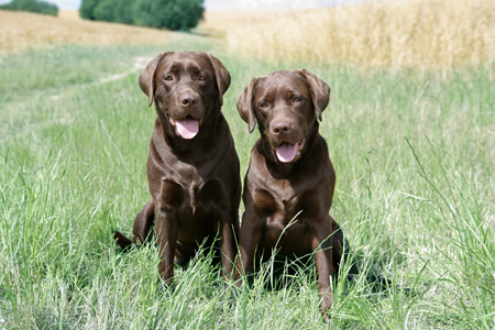 Two Choco Labs DP545