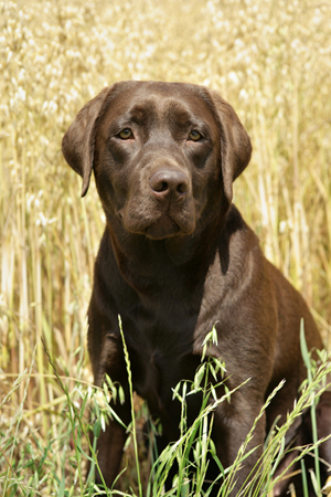 Chocolate Lab DP547