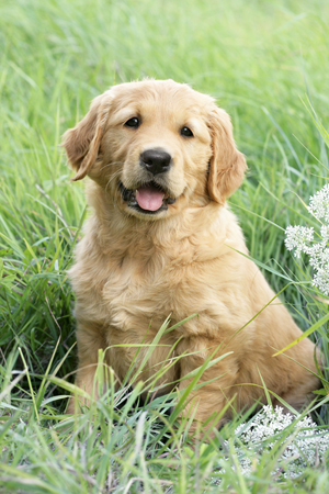 Retriever in Field DP550