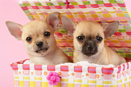 Chihuahuas in Box DP553