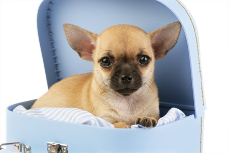 Chihuahua in Box DP554