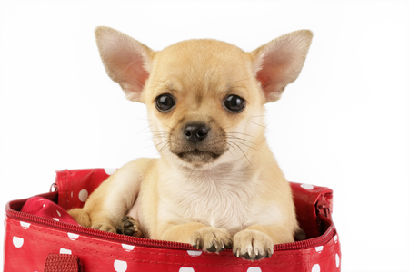 Chihuahua on Bag DP556