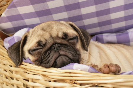 Sleeping Pug DP566