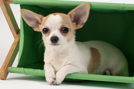 Chihuahua Puppy DP572