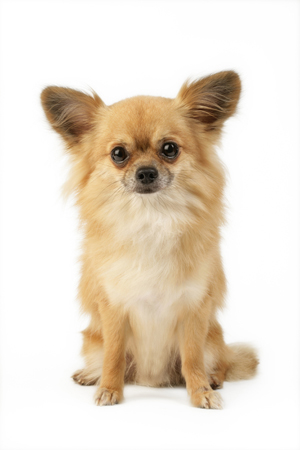 Hairy Chihuahua DP573