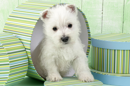 Westie in Box DP574