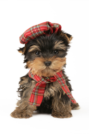 Tartan Dog DP576