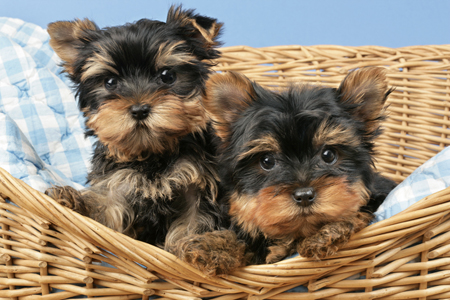 Dogs in Basket DP577