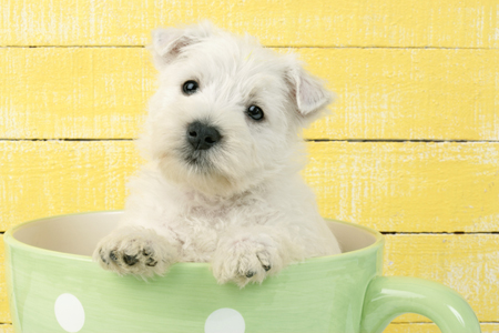 Dog in Mug DP579