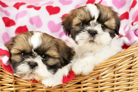 Two Shih Tzu puppies DP583