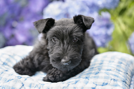 Terrier on Cushion DP592