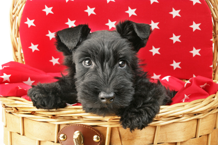 Terrier in Basket DP595