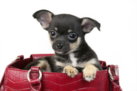 Puppy in Bag DP598