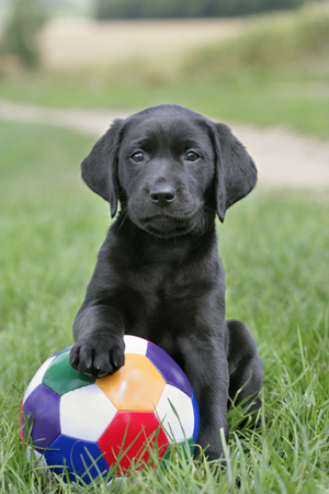 Black Lab & Ball DP602