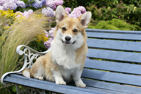 Corgi on Bench DP604