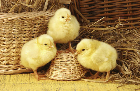 Three Chicks A297