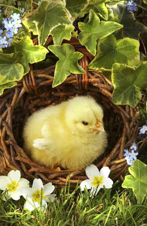 Chick in Nest A300