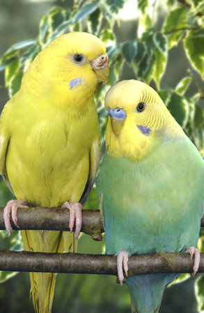 Two Budgies B102