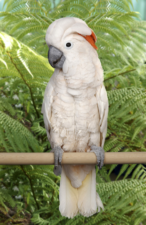 White Parrot B103