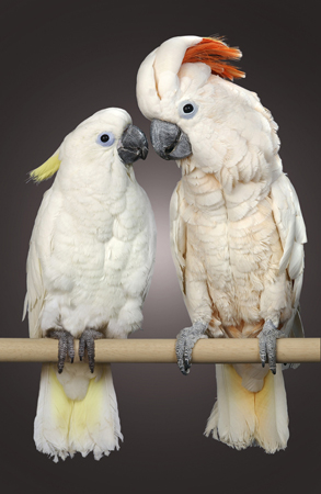 Two White Parrots B106V