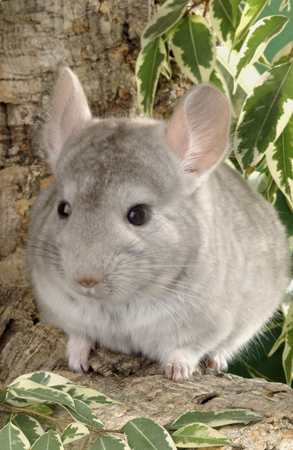 Chinchilla CH101