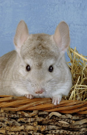 Chinchilla in Basket CH102